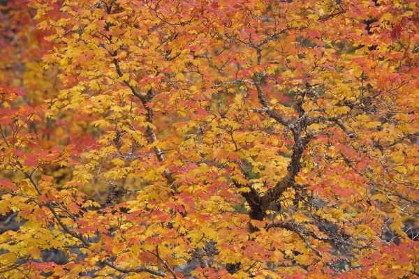 OR, Willamette NF Vine maple tree in autumn